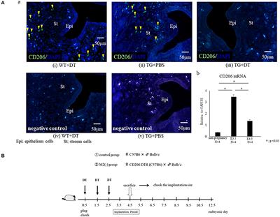 CD206+ M2-Like Macrophages Are Essential for Successful Implantation